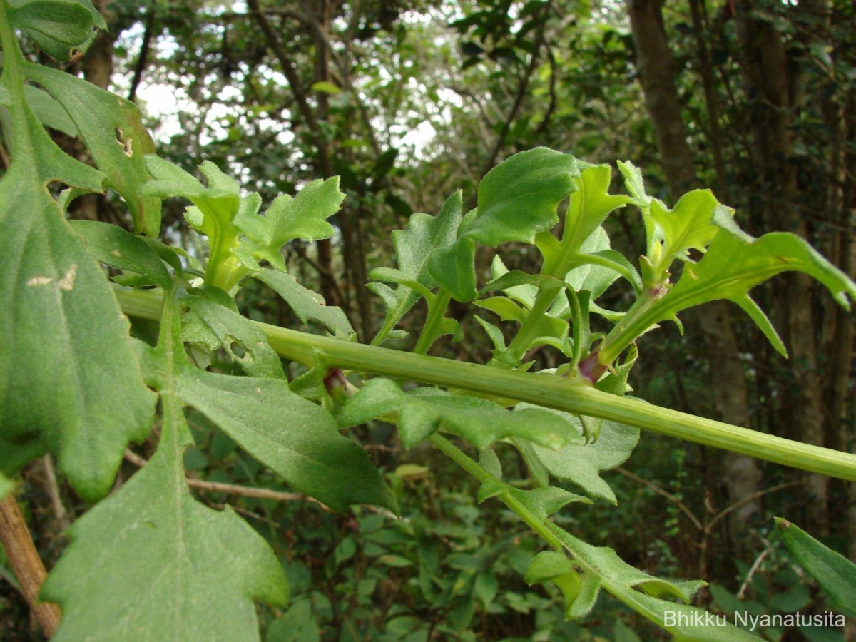 Gynura lycopersicifolia DC.